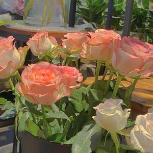 男女动漫做爱黄网站
